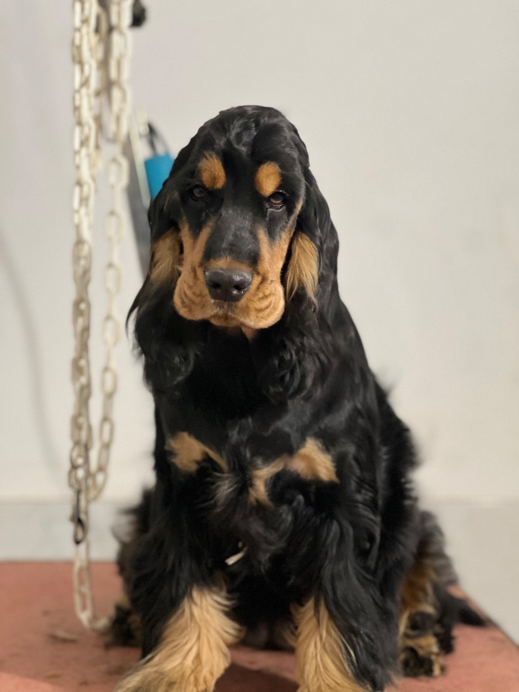 Afrique Adieu of Never Say Goodbye