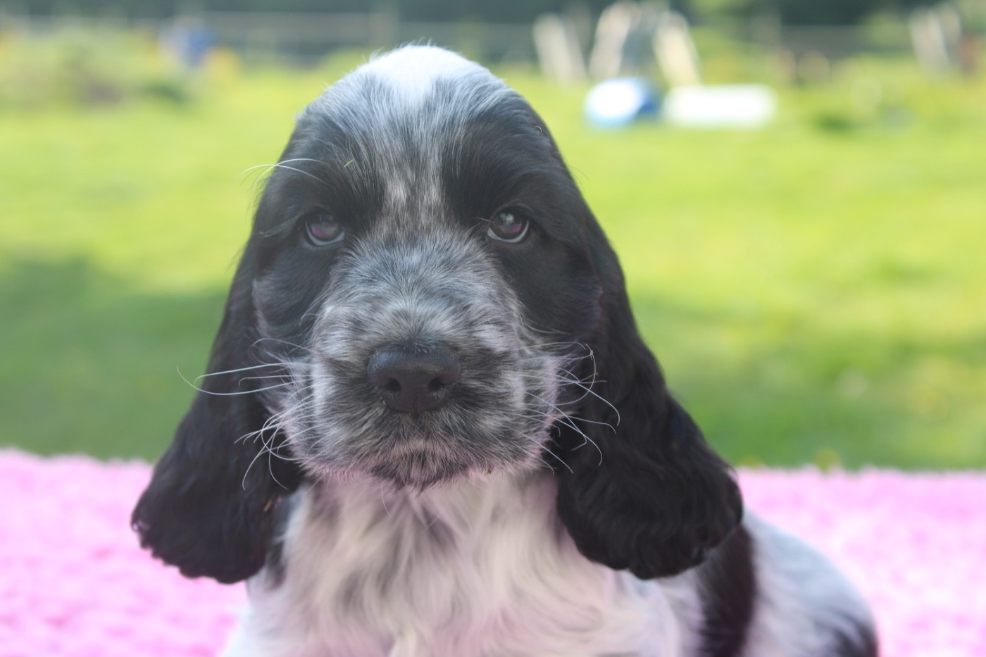 du Domaine des Evoissons - Chiots disponibles - Cocker Spaniel Anglais