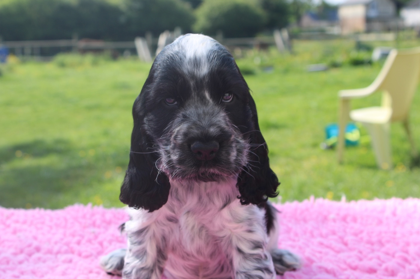 du Domaine des Evoissons - Chiots disponibles - Cocker Spaniel Anglais