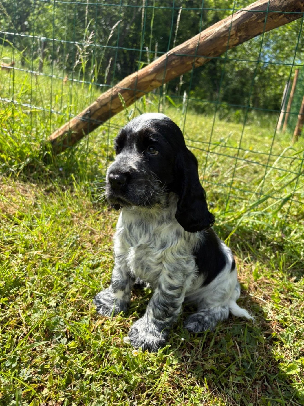du Domaine des Evoissons - Chiots disponibles - Cocker Spaniel Anglais