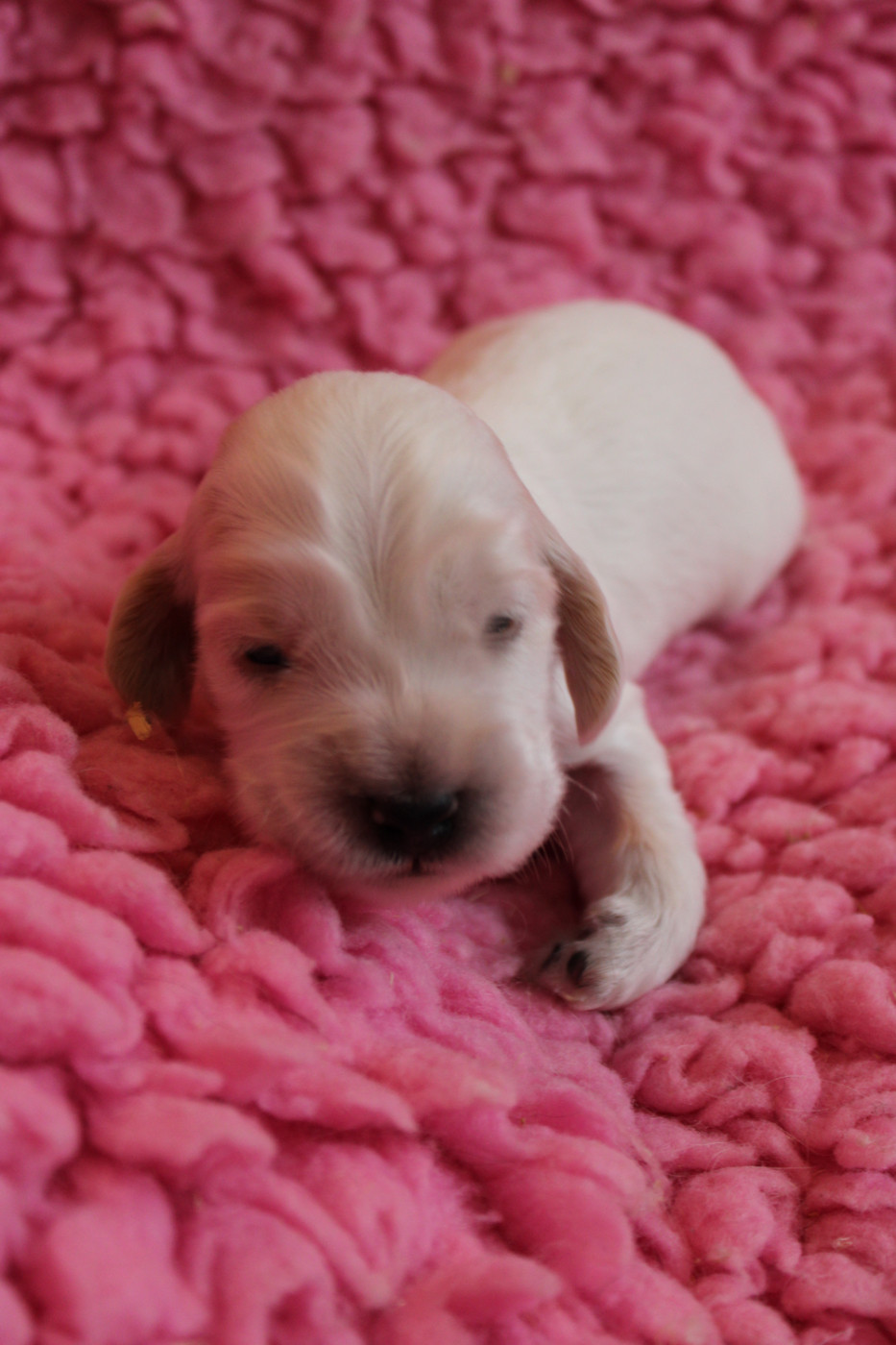 du Domaine des Evoissons - Chiots disponibles - Cocker Spaniel Anglais