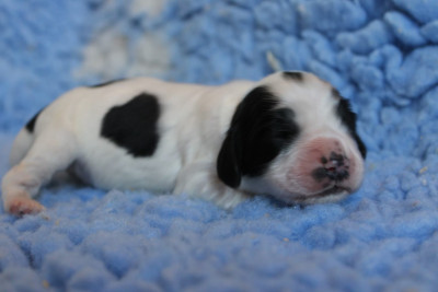 CHIOT 3