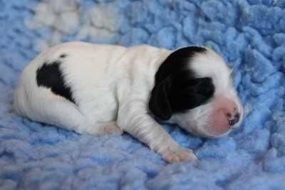 CHIOT 2