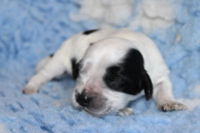 CHIOT 1