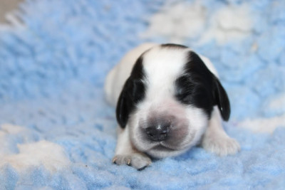 CHIOT 7