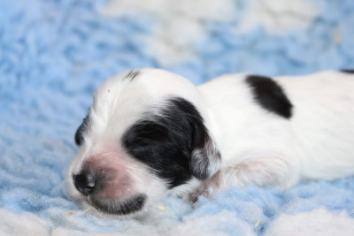 CHIOT 6