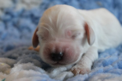 CHIOT 5
