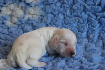 CHIOT 4